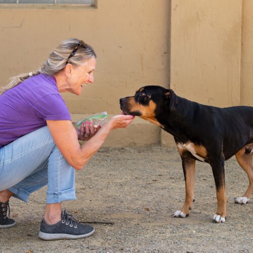 Woman feeding a dog