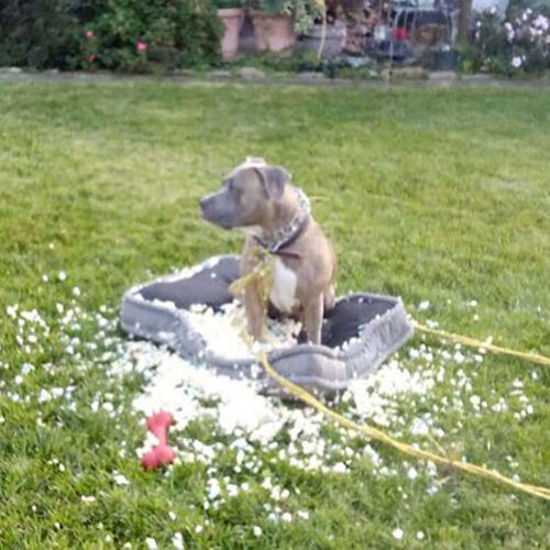 A gray dog sits on a bed in the grass, surrounded by the stuffing that used to be in the bed.