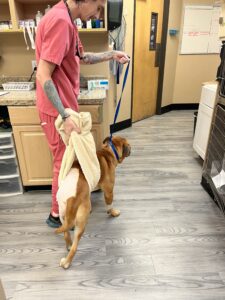 Woman walking a dog