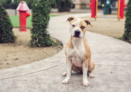 Front Street Brewfest