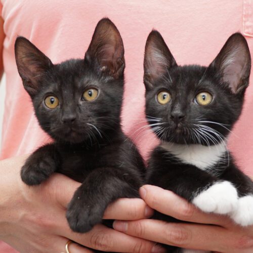 black and white kittens