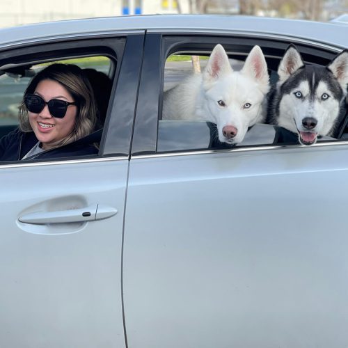 Dogs looking out the back window of a car