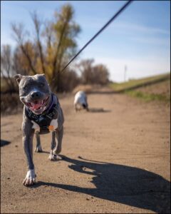 A gray dog runs happily down a dirt path