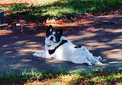 Horvath Family & Panda